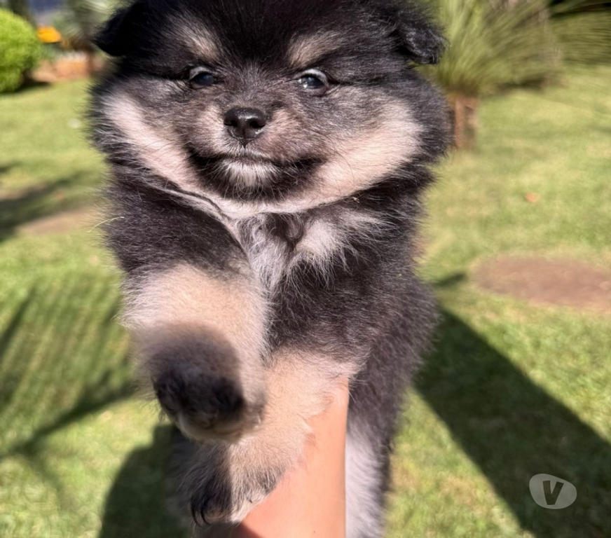 Animais Estimação à Venda Lajeado Sul RS - Fotos para Spitz alemão,lulus
