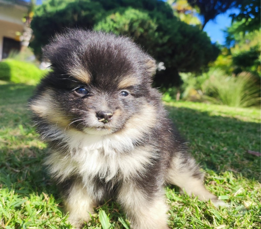Animais Estimação à Venda Lajeado Sul RS - Fotos para Spitz alemão,lulus