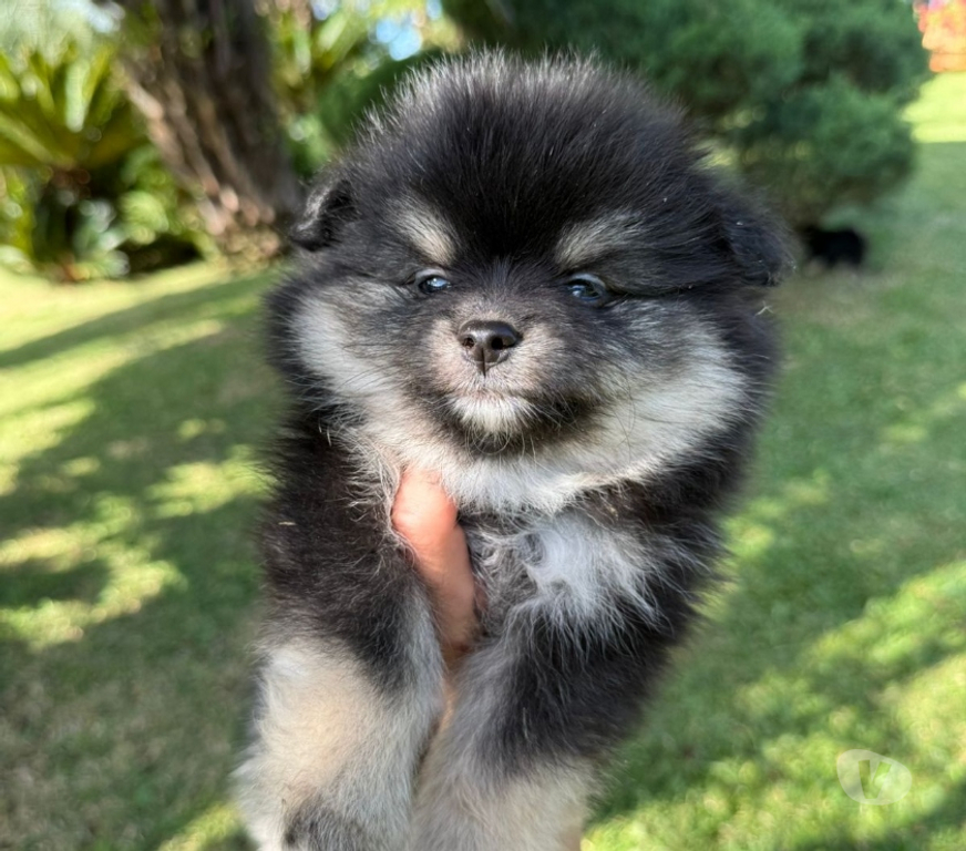 Animais Estimação à Venda Lajeado Sul RS - Fotos para Spitz alemão,lulus