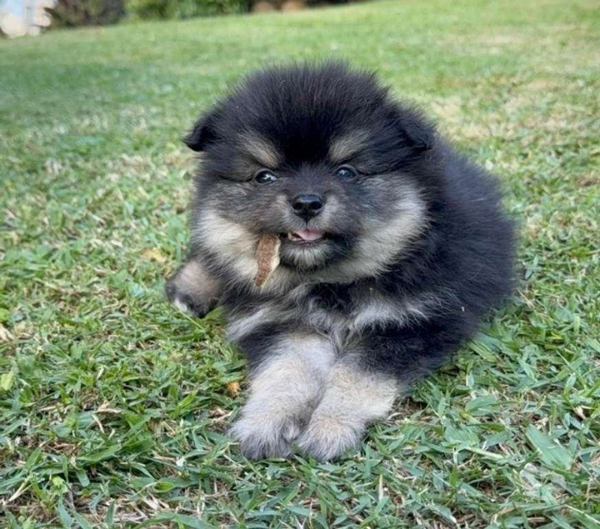 Animais Estimação à Venda Lajeado Sul RS - Fotos para Spitz alemão,lulus