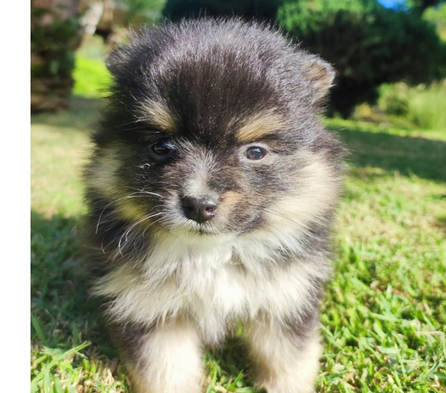 Animais Estimação à Venda Lajeado Sul RS - Fotos para Spitz alemão,lulus