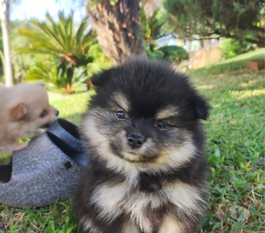 Animais Estimação à Venda Lajeado Sul RS - Fotos para Spitz alemão,lulus