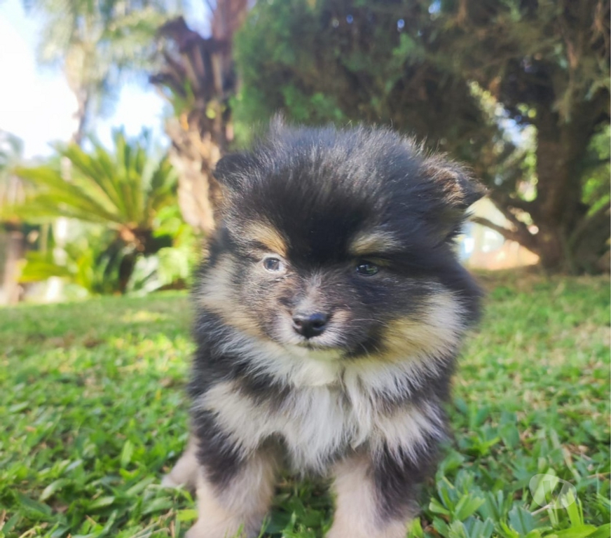 Animais Estimação à Venda Lajeado Sul RS - Fotos para Spitz alemão,lulus