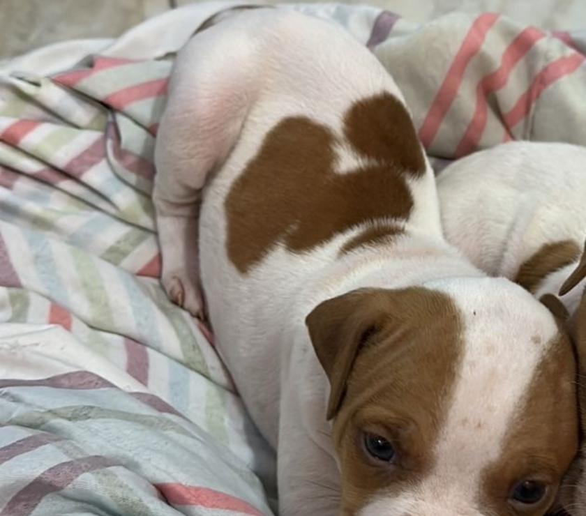 Animais Estimação à Venda Sao Paulo SP Campo Limpo - Fotos para Vendo filhote Pitbull