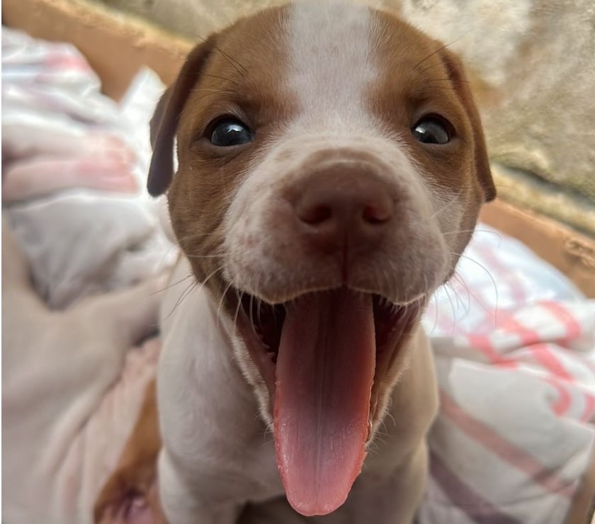 Animais estimação à venda Campo Limpo Sao Paulo SP - Fotos para Vendo filhote Pitbull