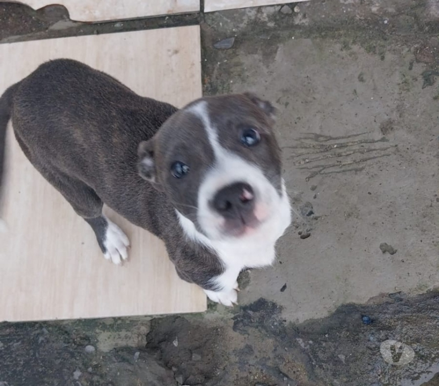 Animais Estimação à Venda Alvorada Sul RS - Fotos para Filhote de Putbull