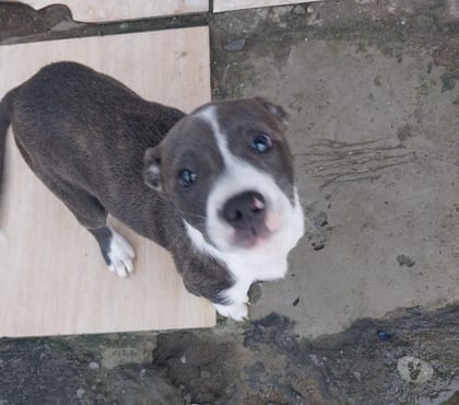 Animais Estimação à Venda - Fotos para Filhote de Putbull