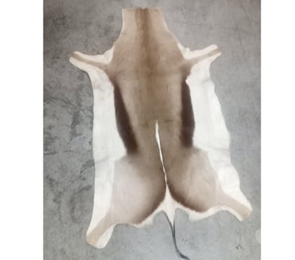 Decoração Casa Santana Sao Paulo SP - Fotos para Couro antílope África