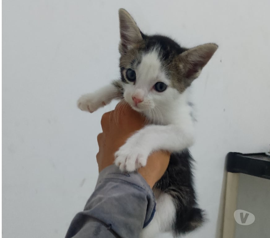 Adoção Animais de Estimação Sorocaba SP - Fotos para Doar gatos filhotes