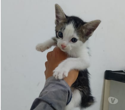 Adoção animais de estimação - Fotos para Doar gatos filhotes