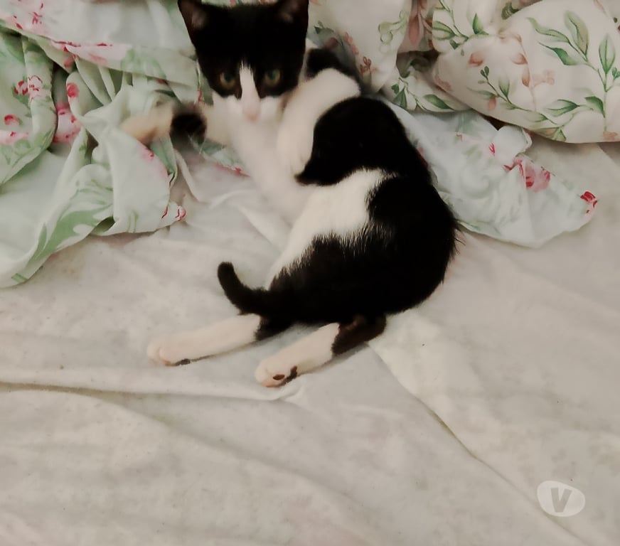 Adoção Animais de Estimação Rio de Janeiro RJ Santa Cruz, Rio de Janeiro - Fotos para Adoção de gatos