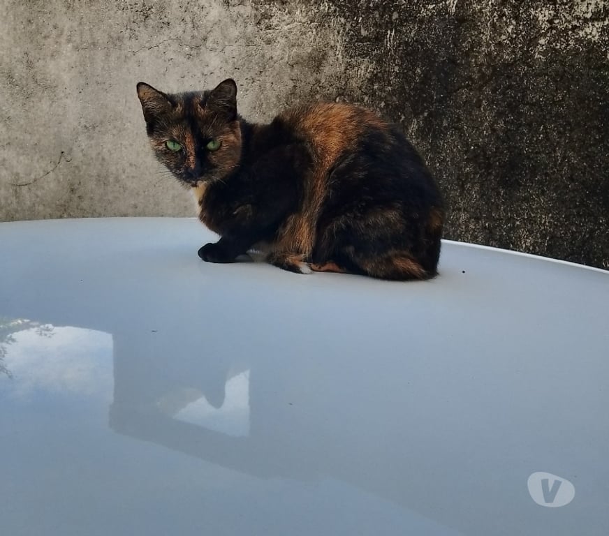 Adoção Animais de Estimação Rio de Janeiro RJ Santa Cruz, Rio de Janeiro - Fotos para Adoção de gatos