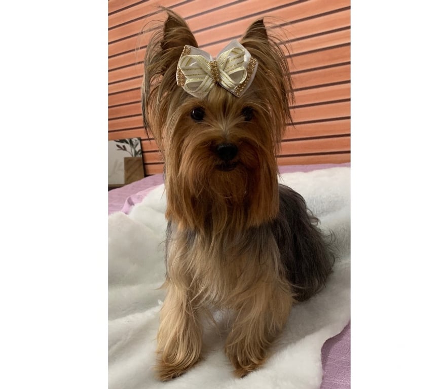 Animais Estimação à Venda Sao Jose dos Campos SP - Fotos para Yorkshire macho