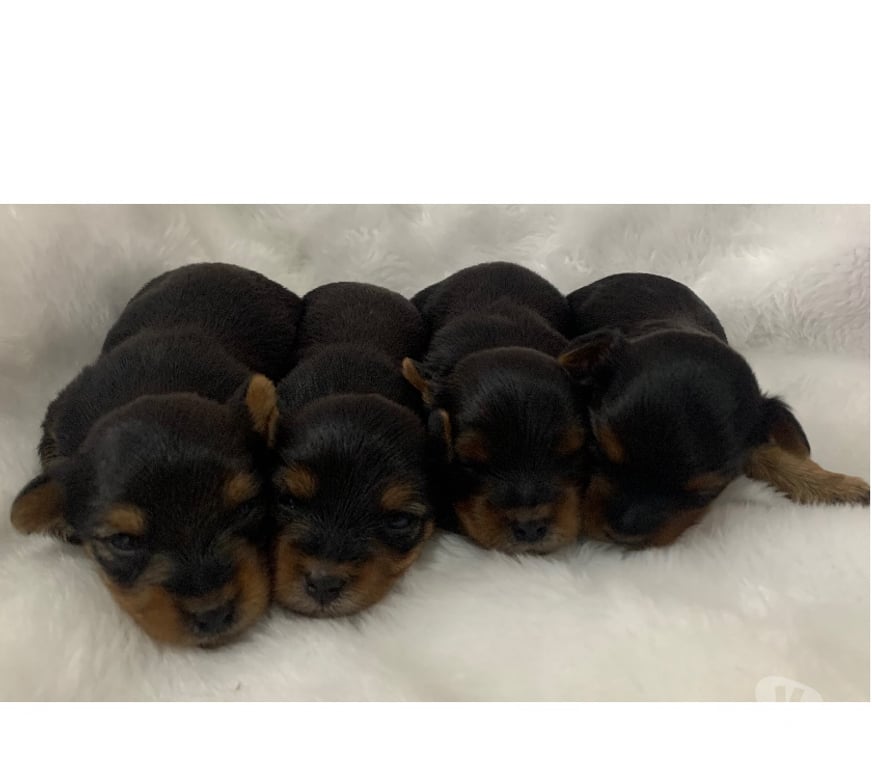 Animais Estimação à Venda Sao Jose dos Campos SP - Fotos para Yorkshire macho