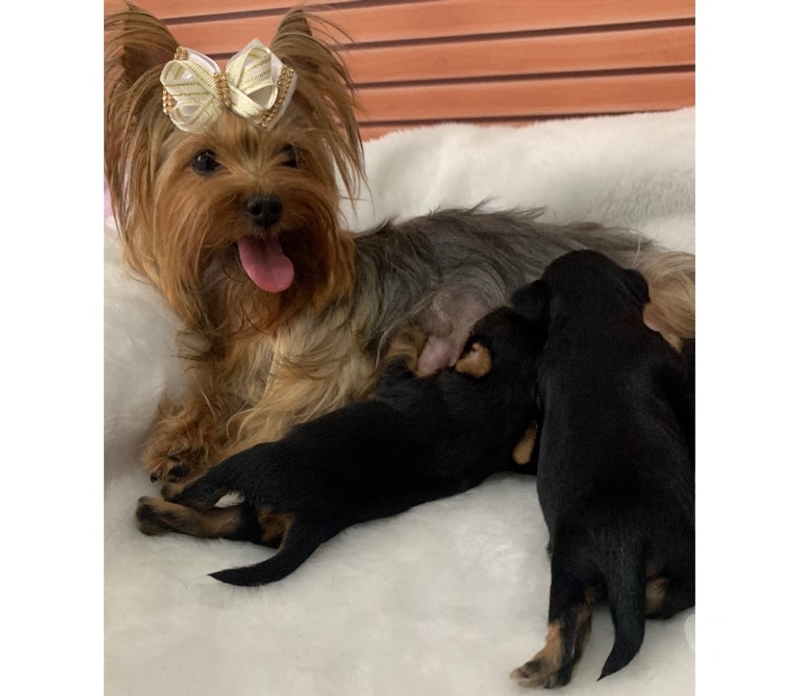 Animais Estimação à Venda Sao Jose dos Campos SP - Fotos para Yorkshire macho