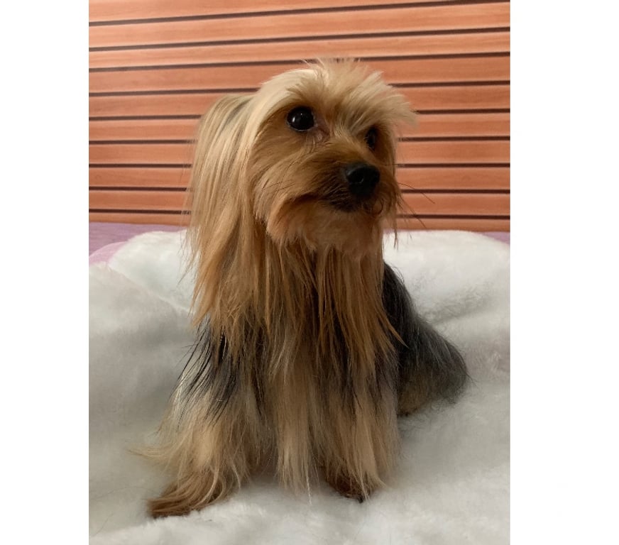 Animais Estimação à Venda Sao Jose dos Campos SP - Fotos para Yorkshire macho