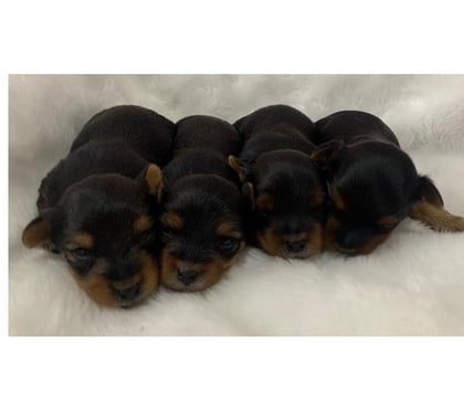 Animais Estimação à Venda - Fotos para Yorkshire macho