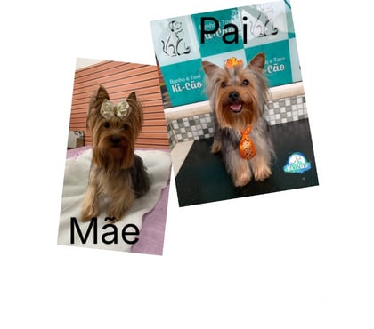 Animais Estimação à Venda - Fotos para Yorkshire macho