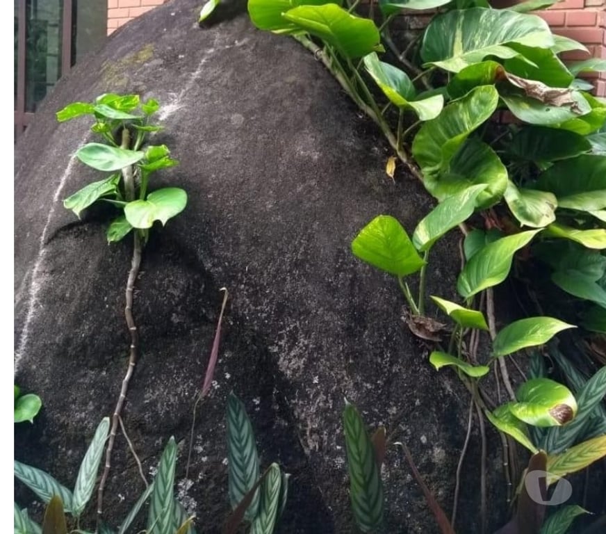 Alugar apartamentos Rio de Janeiro RJ Itanhanga - Fotos para Chalé dos Sonhos!!! Conforto e Natureza em Harmonia.