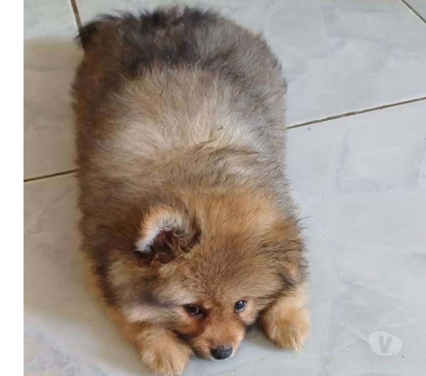 Animais Estimação à Venda Niteroi RJ - Fotos para Filhotes de lulu da pomerânia