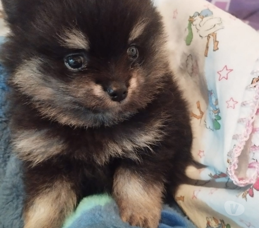 Animais Estimação à Venda Novo Hamburgo RS - Fotos para Lulu da pomerania