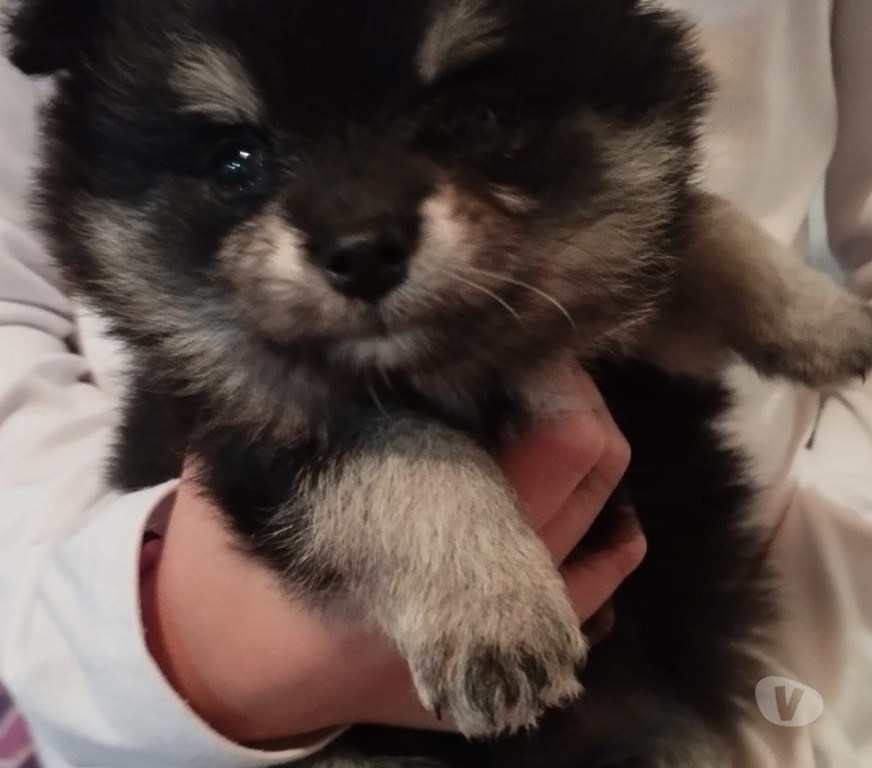 Animais Estimação à Venda Novo Hamburgo RS - Fotos para Lulu da pomerania