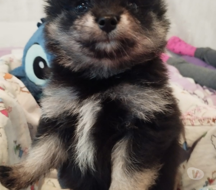 Animais Estimação à Venda Novo Hamburgo RS - Fotos para Lulu da pomerania