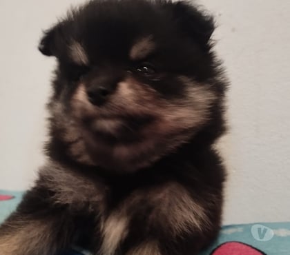 Animais Estimação à Venda - Fotos para Lulu da pomerania