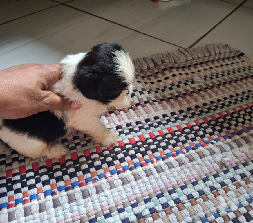 Animais Estimação à Venda Campo Grande MS - Fotos para Shitzu a venda macho e femea