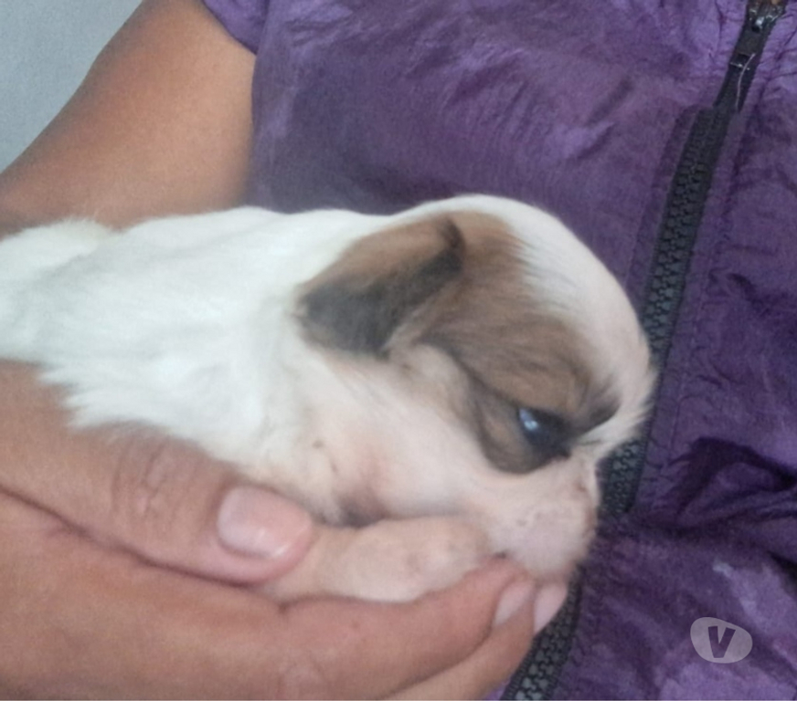 Animais Estimação à Venda Campo Grande MS - Fotos para Shitzu a venda macho e femea