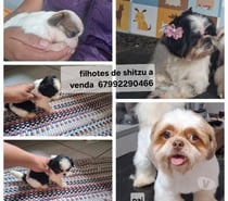 Shitzu a venda macho e femea