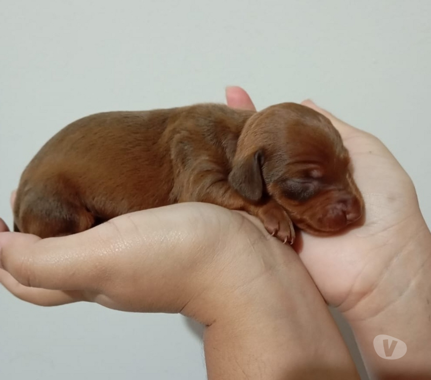 Animais Estimação à Venda Rio de Janeiro RJ Campo Grande, Rio de Janeiro - Fotos para Filhotes Raça Pura de Dachshund Basset salsichicha