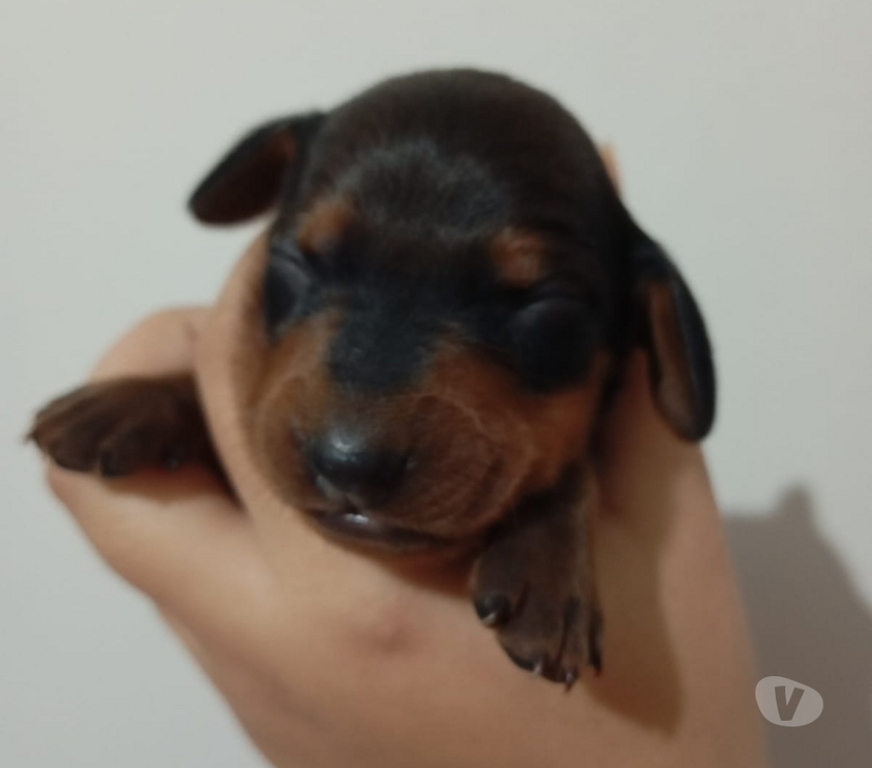 Animais Estimação à Venda Rio de Janeiro RJ Campo Grande, Rio de Janeiro - Fotos para Filhotes Raça Pura de Dachshund Basset salsichicha