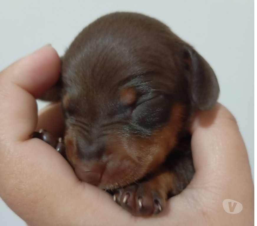 Animais Estimação à Venda Rio de Janeiro RJ Campo Grande, Rio de Janeiro - Fotos para Filhotes Raça Pura de Dachshund Basset salsichicha