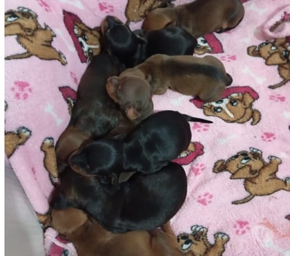 Animais Estimação à Venda Campo Grande, Rio de Janeiro Rio de Janeiro RJ - Fotos para Filhotes Raça Pura de Dachshund Basset salsichicha