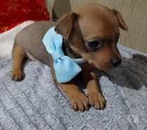 Vendo filhote de Pincher macho