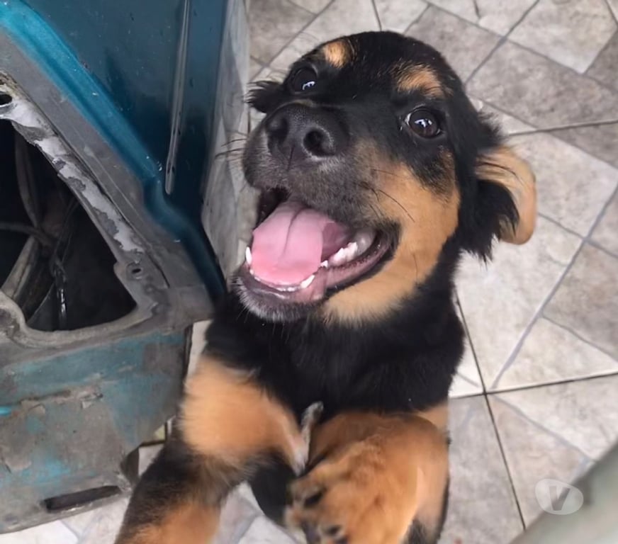 Adoção Animais de Estimação Sao Paulo SP Itaim Paulista - Fotos para Doa-se filhote dócil