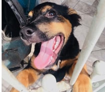 Doa-se filhote dócil