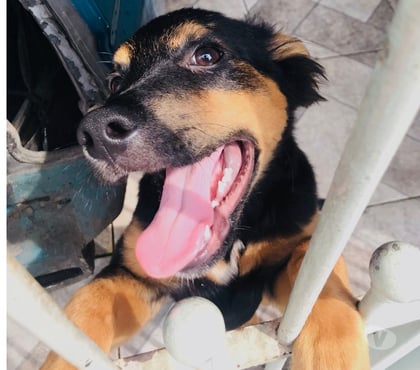 Adoção Animais de Estimação Itaim Paulista Sao Paulo SP - Fotos para Doa-se filhote dócil