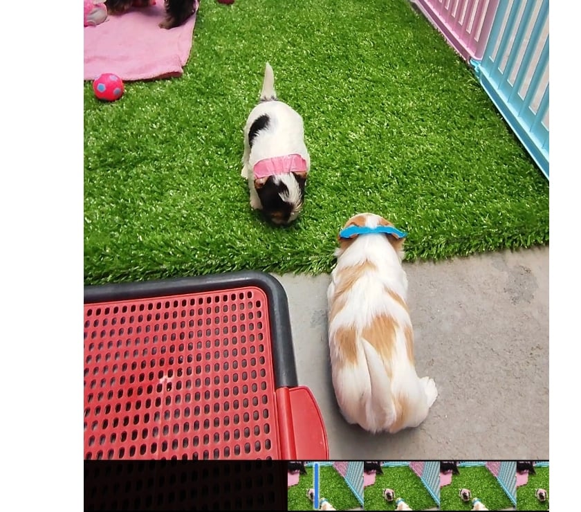 Animais Estimação à Venda Alto Rio Novo ES - Fotos para Filhote de Biewer Terrier e Golddust Yorkshire Terrier