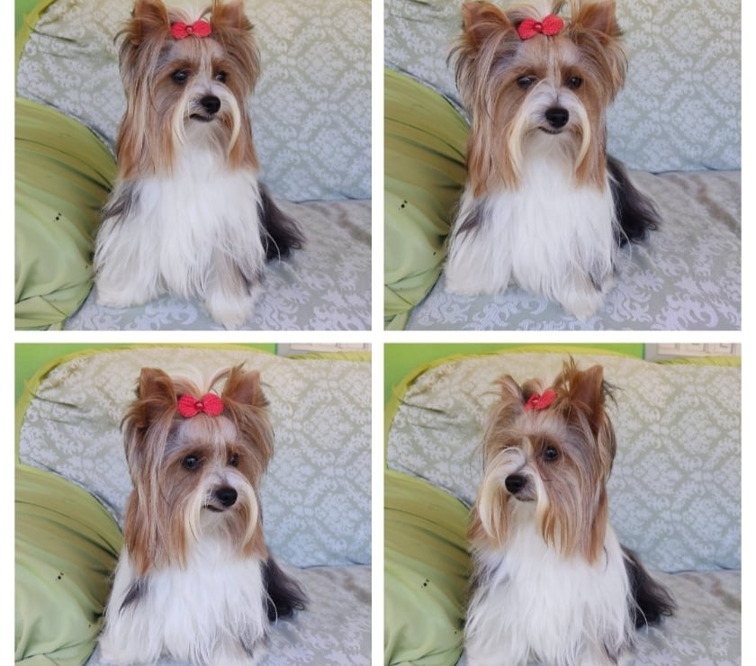 Animais Estimação à Venda Alto Rio Novo ES - Fotos para Filhote de Biewer Terrier e Golddust Yorkshire Terrier