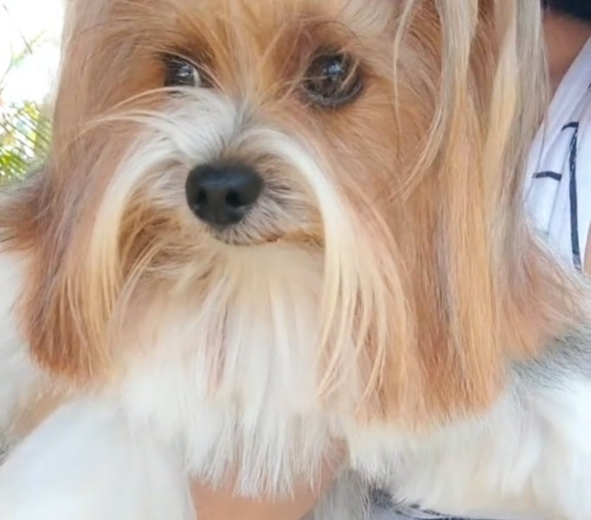 Animais Estimação à Venda Alto Rio Novo ES - Fotos para Filhote de Biewer Terrier e Golddust Yorkshire Terrier