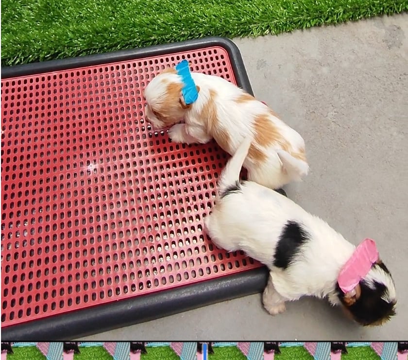 Animais Estimação à Venda Alto Rio Novo ES - Fotos para Filhote de Biewer Terrier e Golddust Yorkshire Terrier