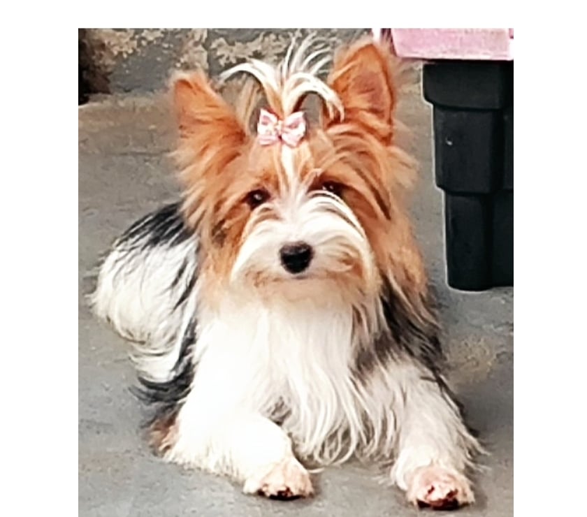 Animais Estimação à Venda Alto Rio Novo ES - Fotos para Filhote de Biewer Terrier e Golddust Yorkshire Terrier