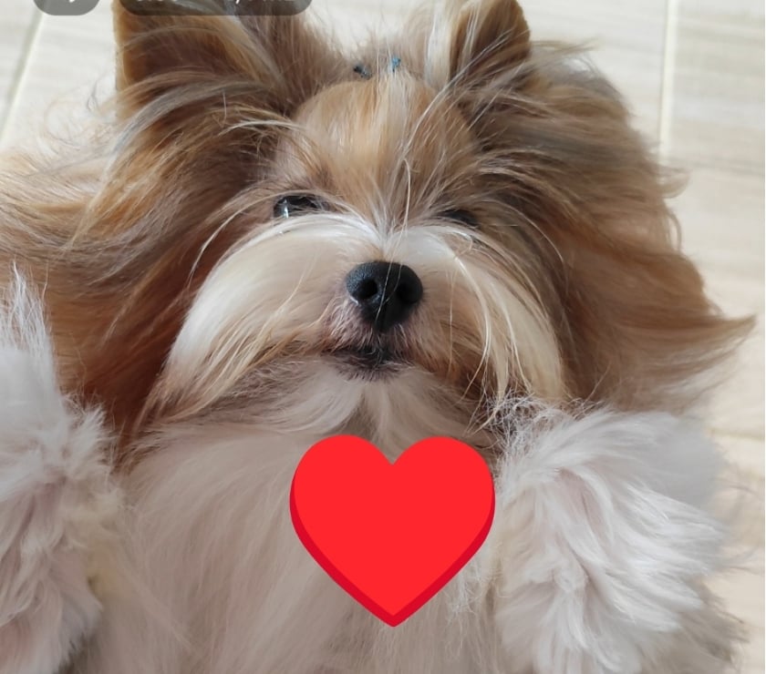 Animais Estimação à Venda Alto Rio Novo ES - Fotos para Filhote de Biewer Terrier e Golddust Yorkshire Terrier