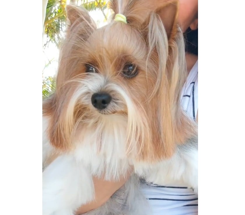 Animais Estimação à Venda - Fotos para Filhote de Biewer Terrier e Golddust Yorkshire Terrier