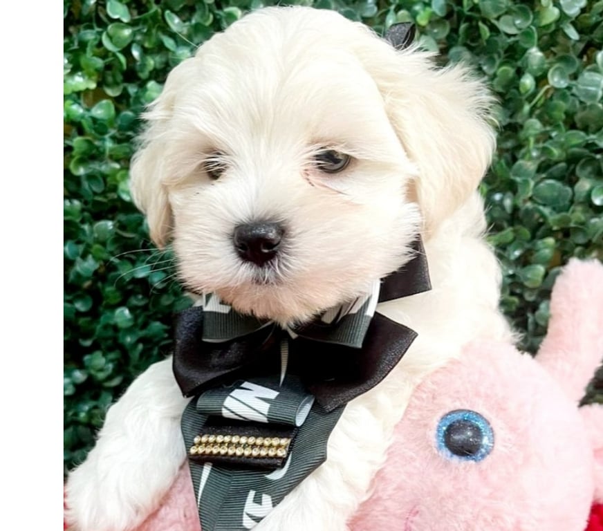 Animais Estimação à Venda Campinas SP - Fotos para Filhote maltês a pronta entrega