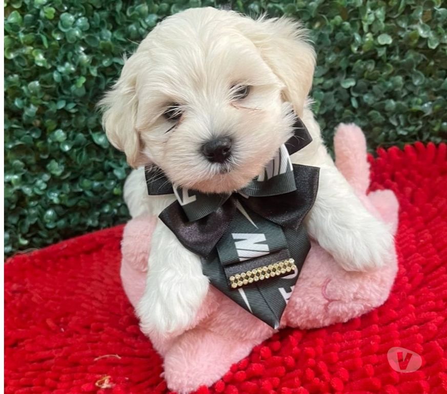 Animais Estimação à Venda Campinas SP - Fotos para Filhote maltês a pronta entrega