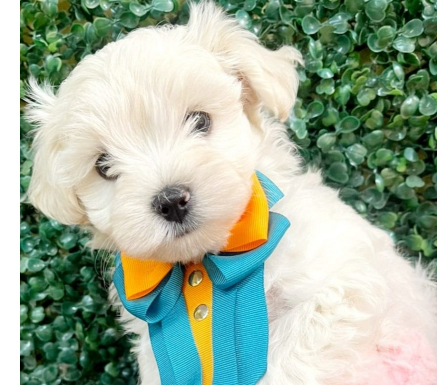 Animais Estimação à Venda Campinas SP - Fotos para Filhote maltês a pronta entrega