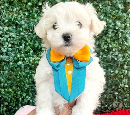 Animais estimação à venda - Fotos para Filhote maltês a pronta entrega